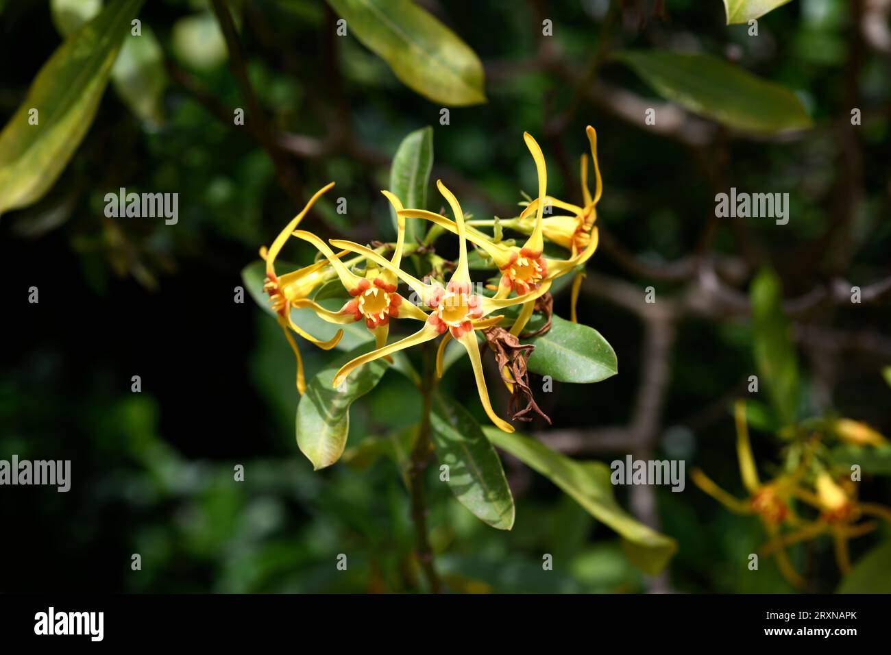 Forest poison rope (Strophanthus speciosus) is a medicinal shrub or small tree native to southern Africa. Flowers detail. Stock Photo