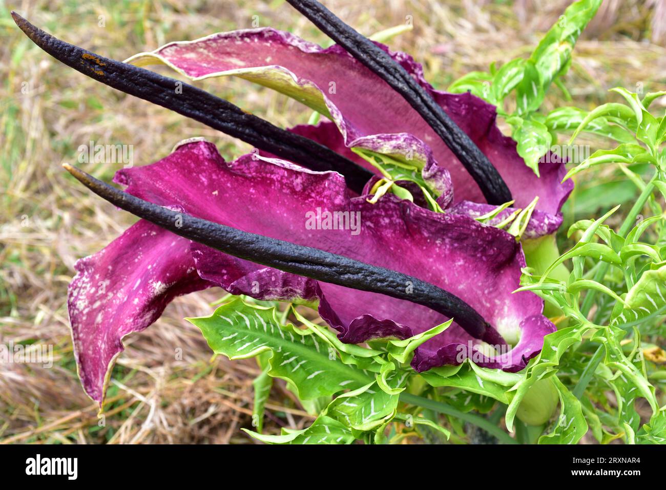 Dragon lily (Dracunculus vulgaris) is a perennial herb native to