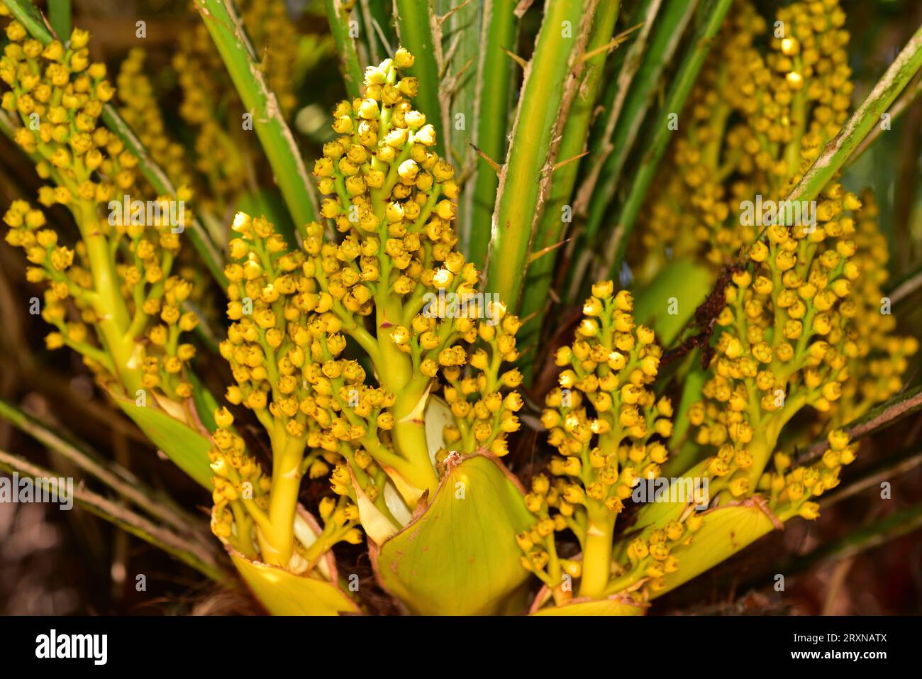 European fan palm (Chamaerops humilis) is a small palm native to ...