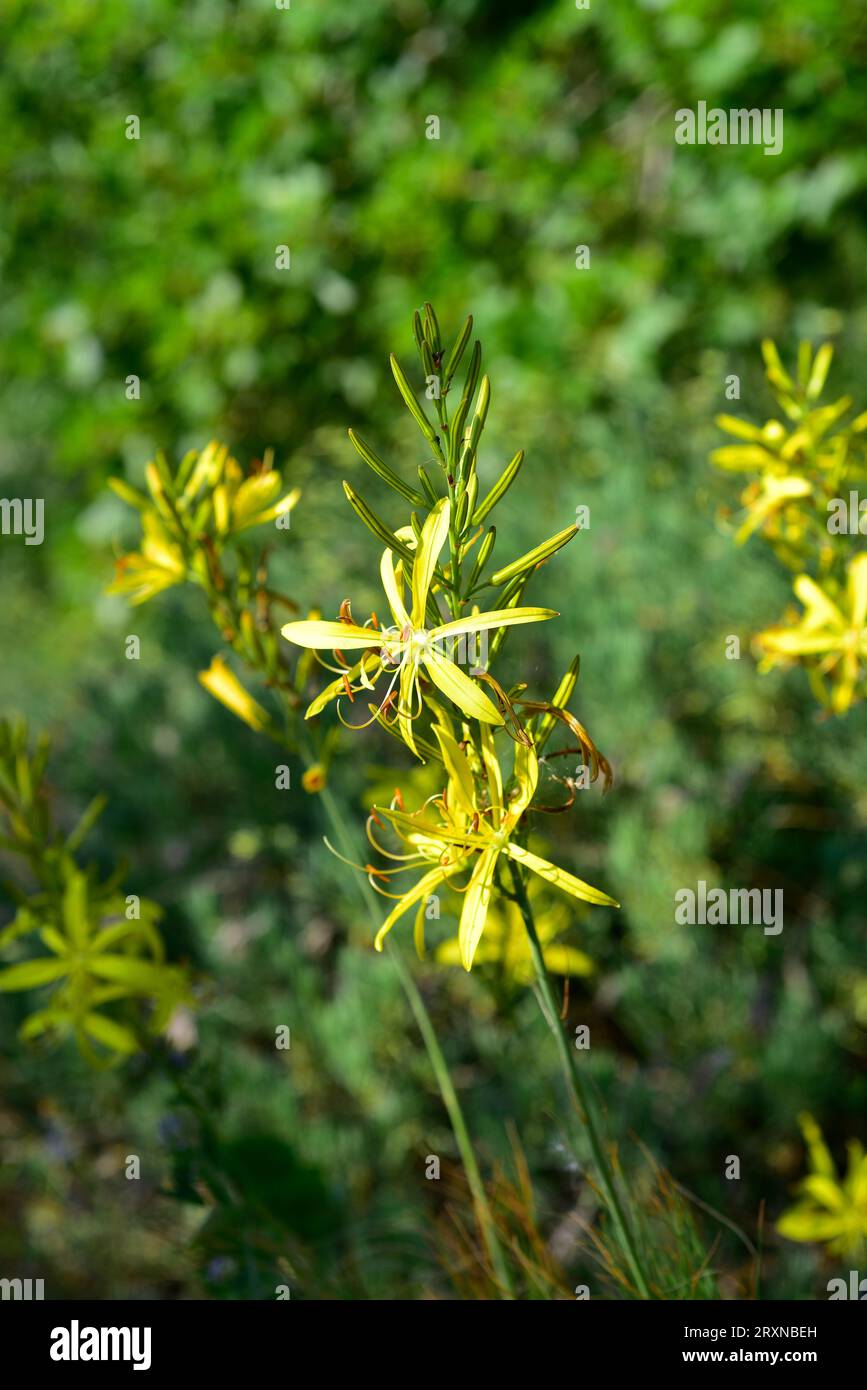 Asphodeline liburnica is a bulbous perennial plant native to central and eastern Mediterranean region. Flowers detail. Stock Photo