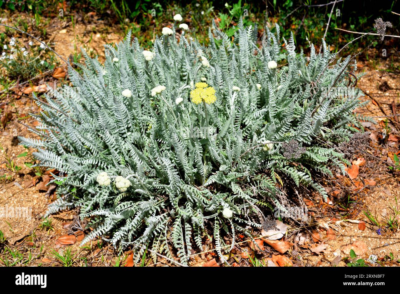 Achillea clypeolata is a perennial herb endemic to Bulgaria and Romania. Flowering plant. Stock Photo