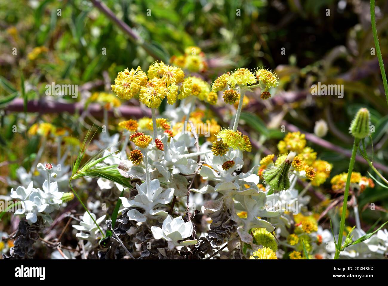 Conejo buckwheat or saffron buckwheat (Eriogonum crocatum) is a perennial shrub endemic to Conejo Valley, California, USA. Stock Photo