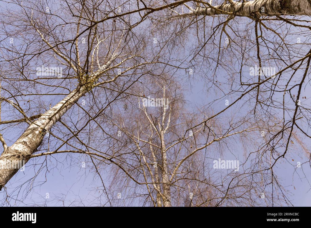 Birch tree branches in the park in spring sunny weather Stock Photo - Alamy
