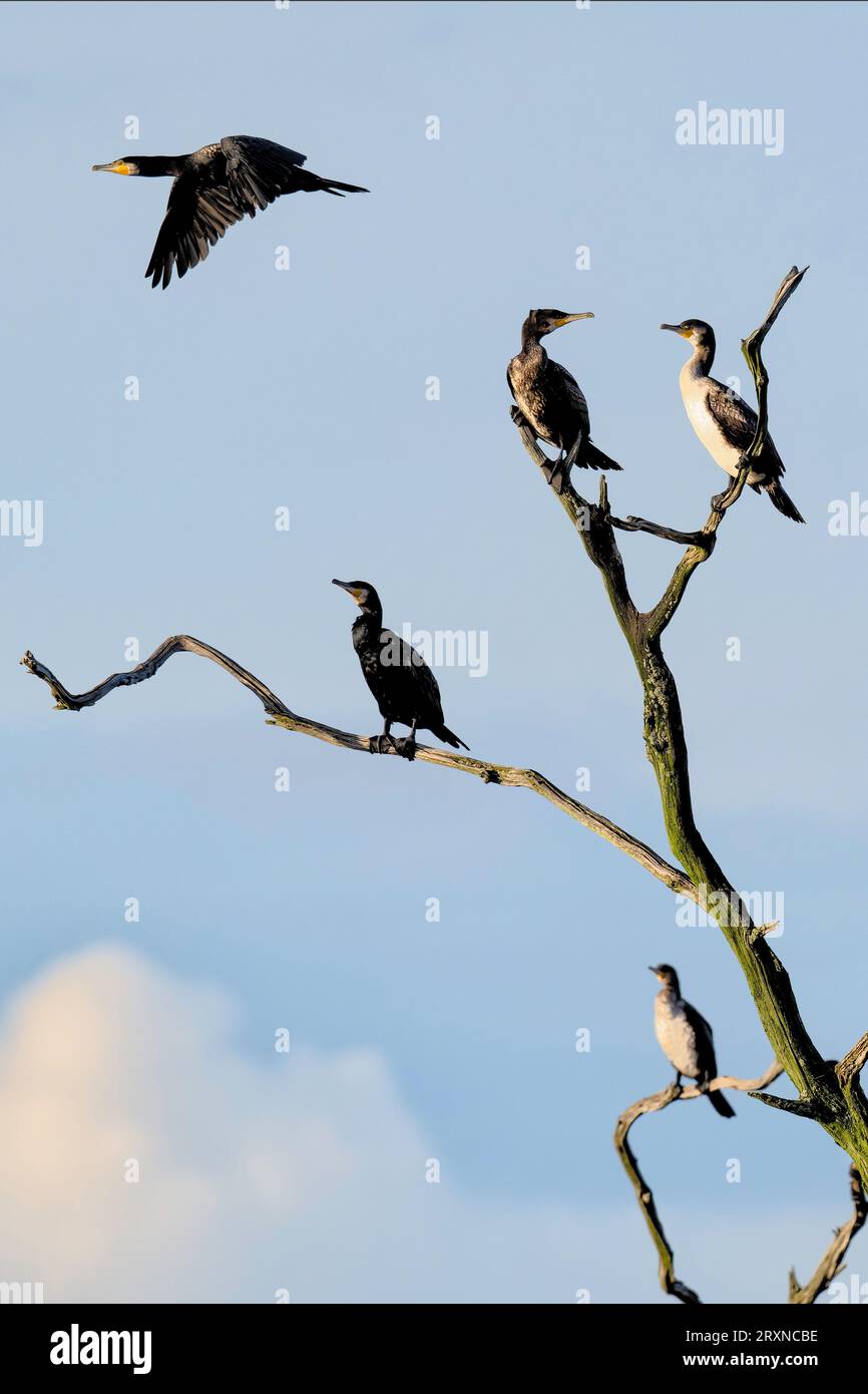 Cormorant roost tree uk hires stock photography and images Alamy