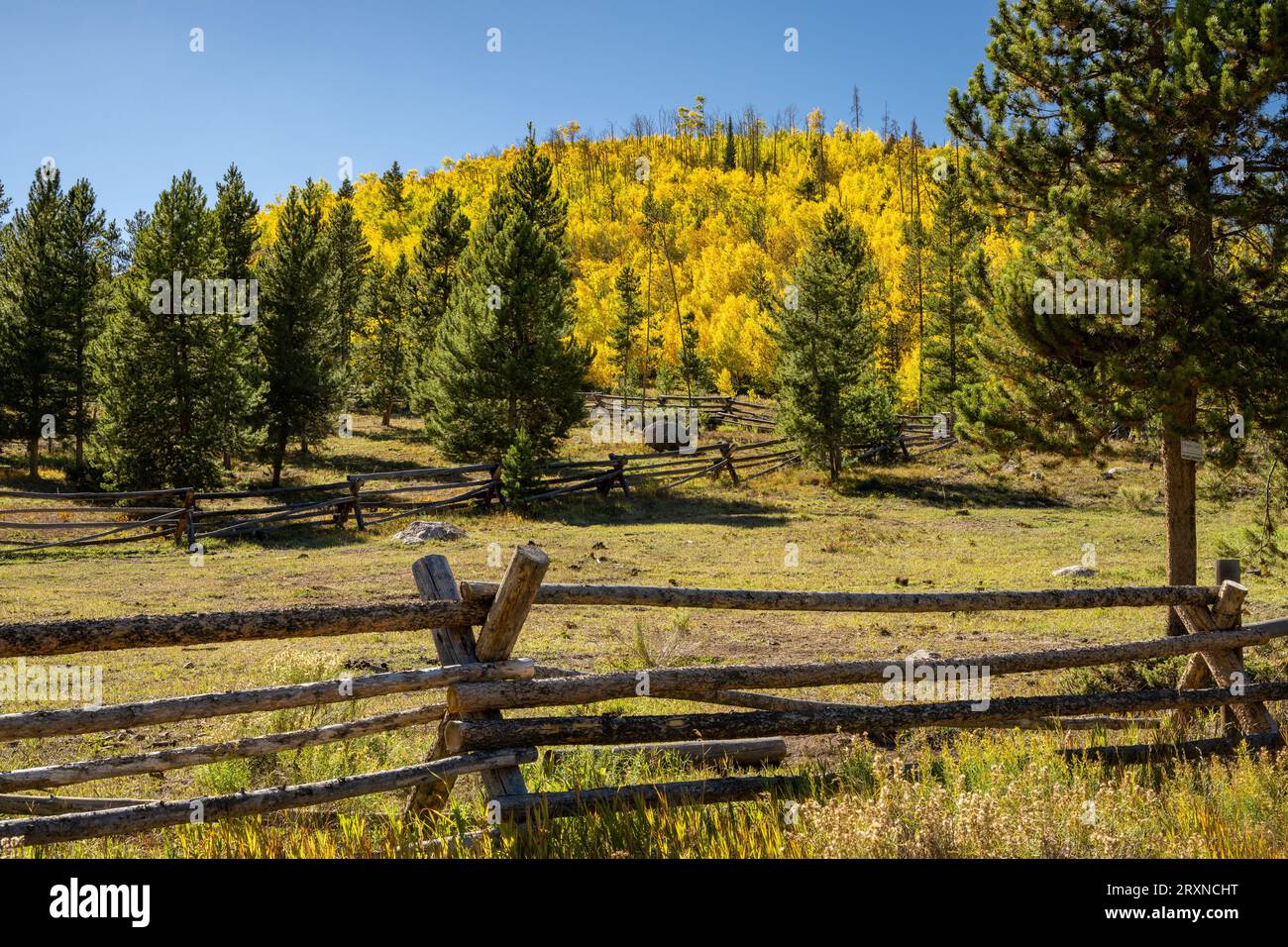 Golden Aspens outside of Silverthorne Colorado Stock Photo Alamy