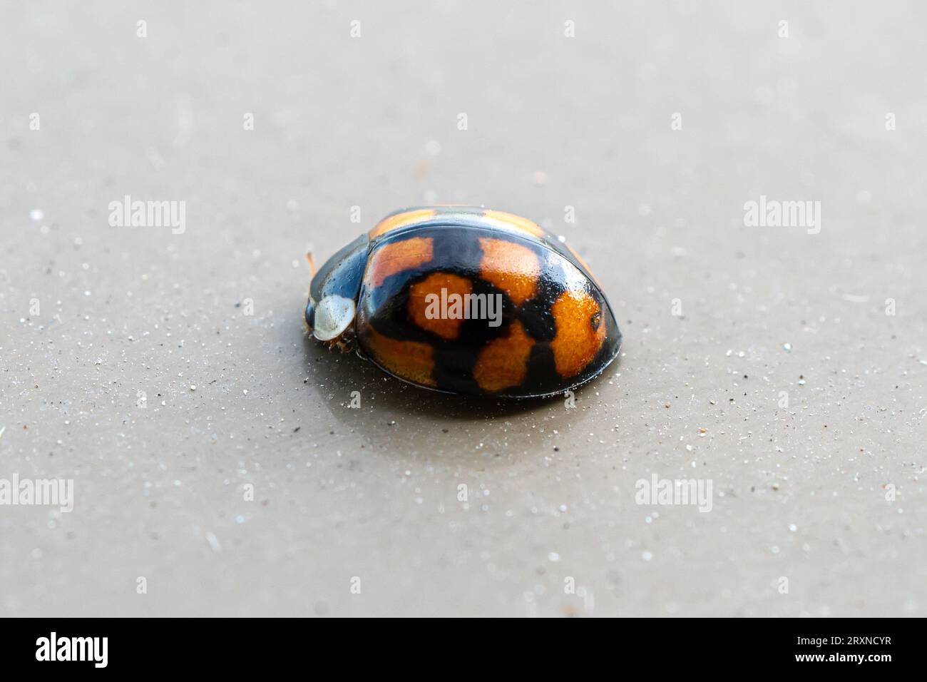 ladybug on a brown background. Stock Photo