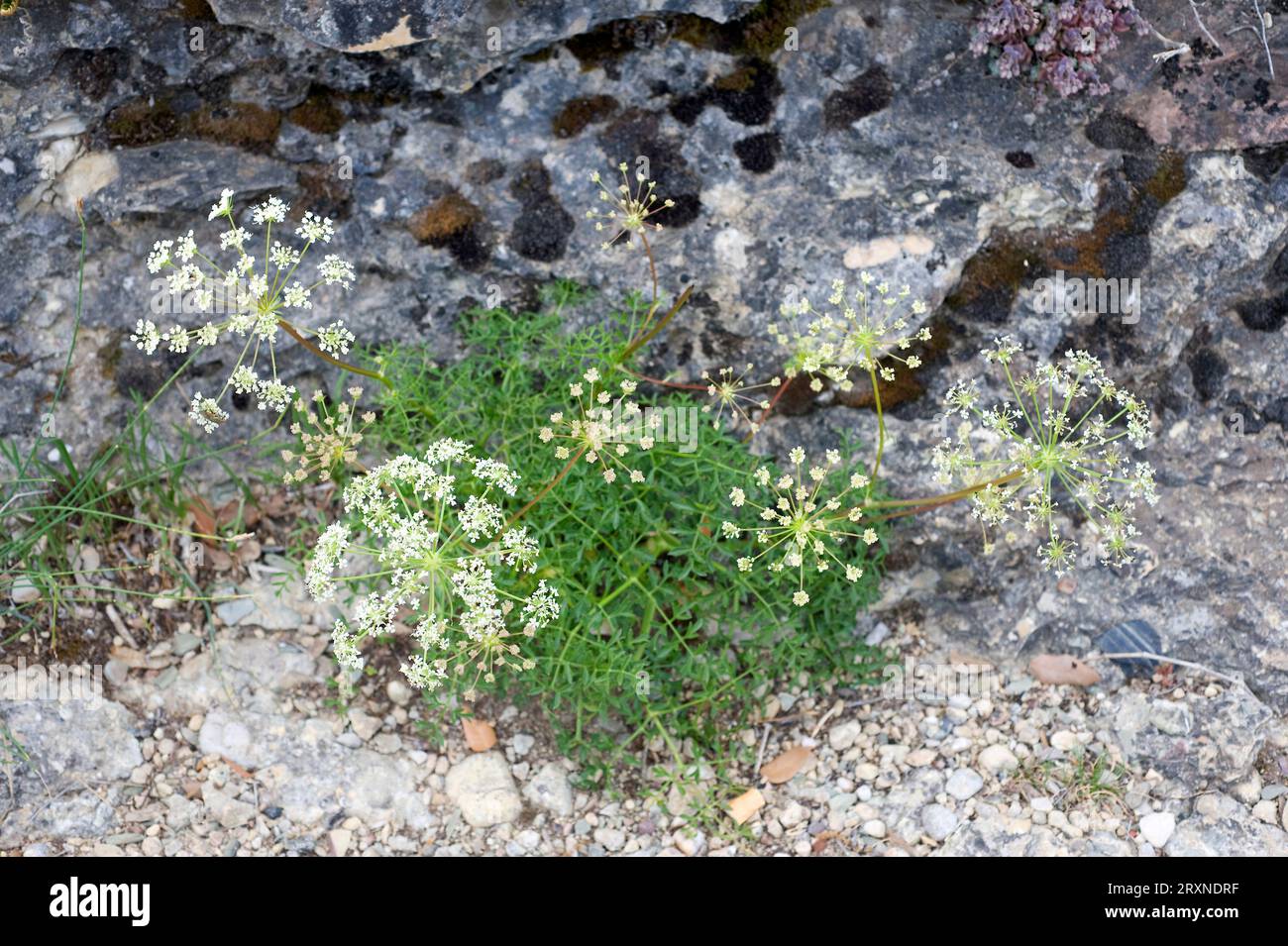 Laserpitium gallicum is a perennial herb native to eastern Spain, France and Italy. This photo was taken in Montserrat mountain, Barcelona province, C Stock Photo