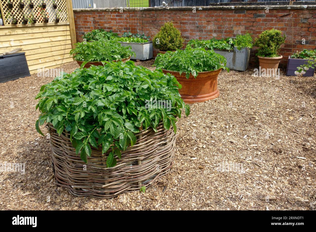 Potatoes growing in wicker raised beds and old tractor wheels on gravelled area in Cotswolds UK Stock Photo