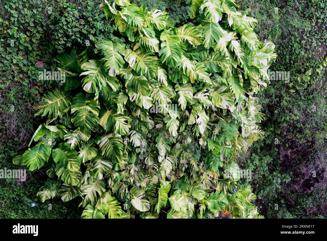Swiss cheese plant (Monstera deliciosa variegata or Philodendron