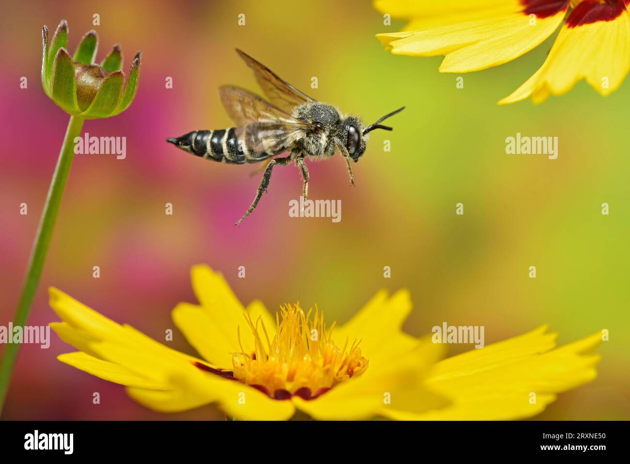 Unarmoured leaf-cutting cuckoo bee (Coelioxys inermis) in flight at the flower of the girl's eye (Coreopsis lanceolata) Stock Photo