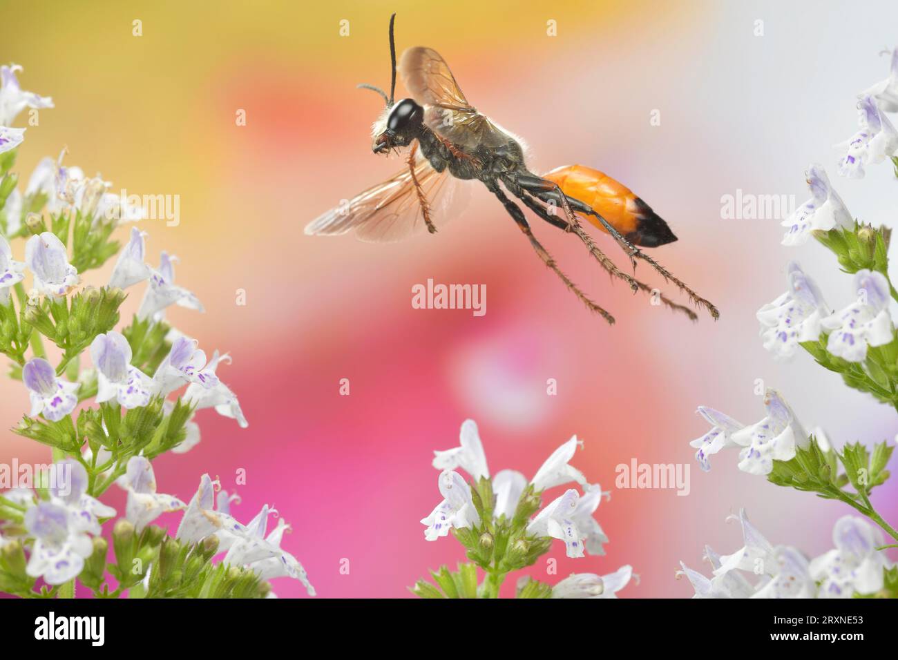 Red-banded sand wasp (Ammophila sabulosa) in flight on the flowers of small-flowered mountain mint (Clinopodium nepeta) Stock Photo