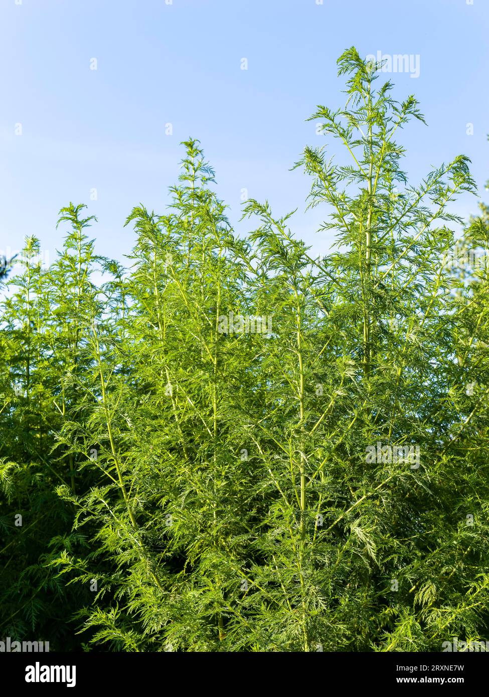 Sweet annie (Artemisia annua) Medicinal herbs and wild herbs in the garden Stock Photo