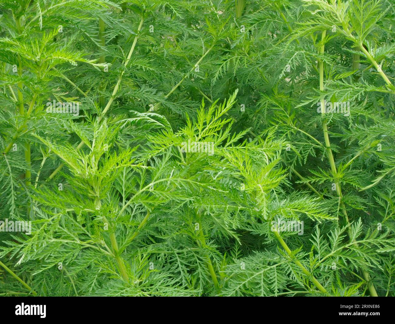 Sweet annie artemisia annua hi-res stock photography and images - Alamy
