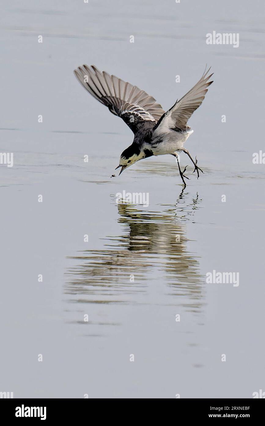 A Pied Wagtail in pursuit of his lunch Stock Photo