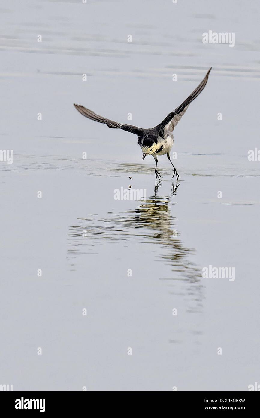 A Pied Wagtail in pursuit of his lunch Stock Photo