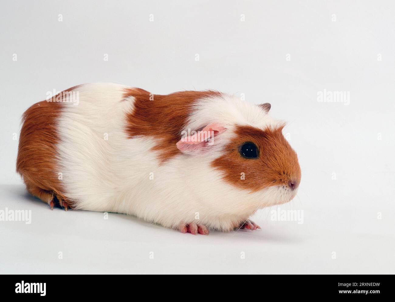 Crested guinea on sale pig
