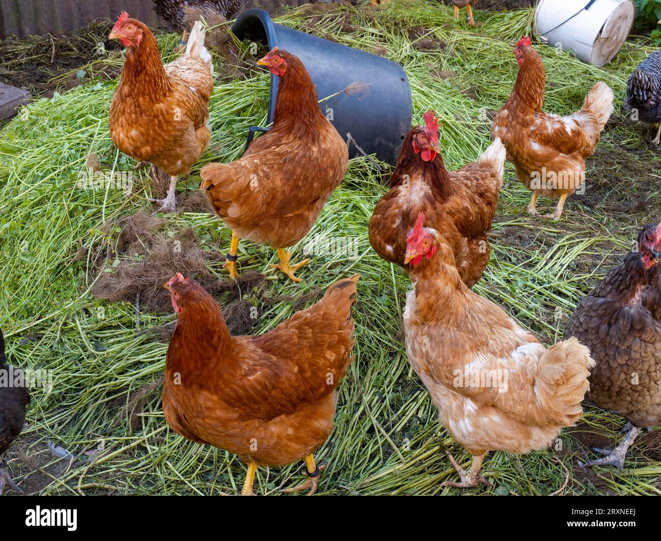 Free range chicken farm house hires stock photography and images Alamy