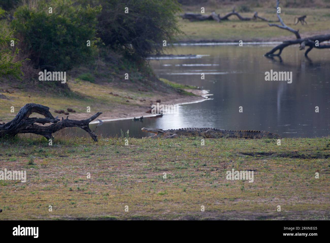 Landscape with nile crocodriles. Paisaje con concodrilos del Nilo Stock Photo