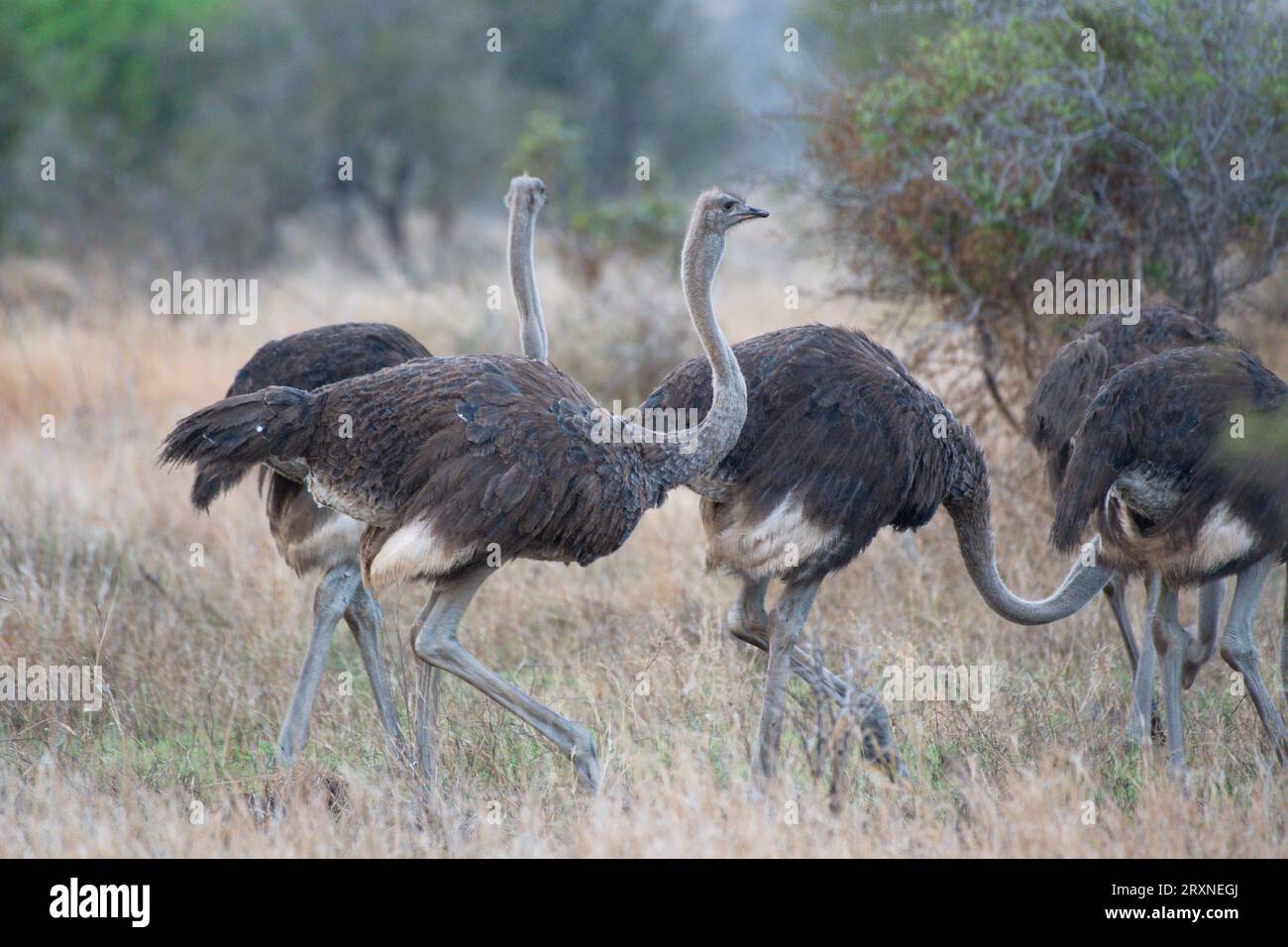Ostriches in the savanna, Avestruces en la sabana Stock Photo
