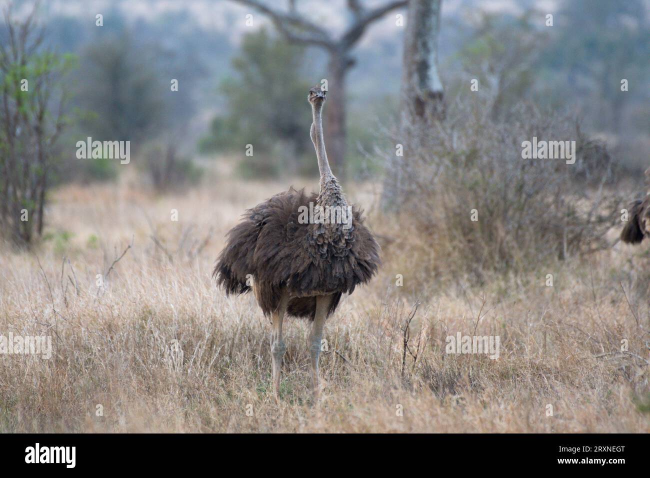 Ostrich in the savanna, Avestruz en la sabana Stock Photo
