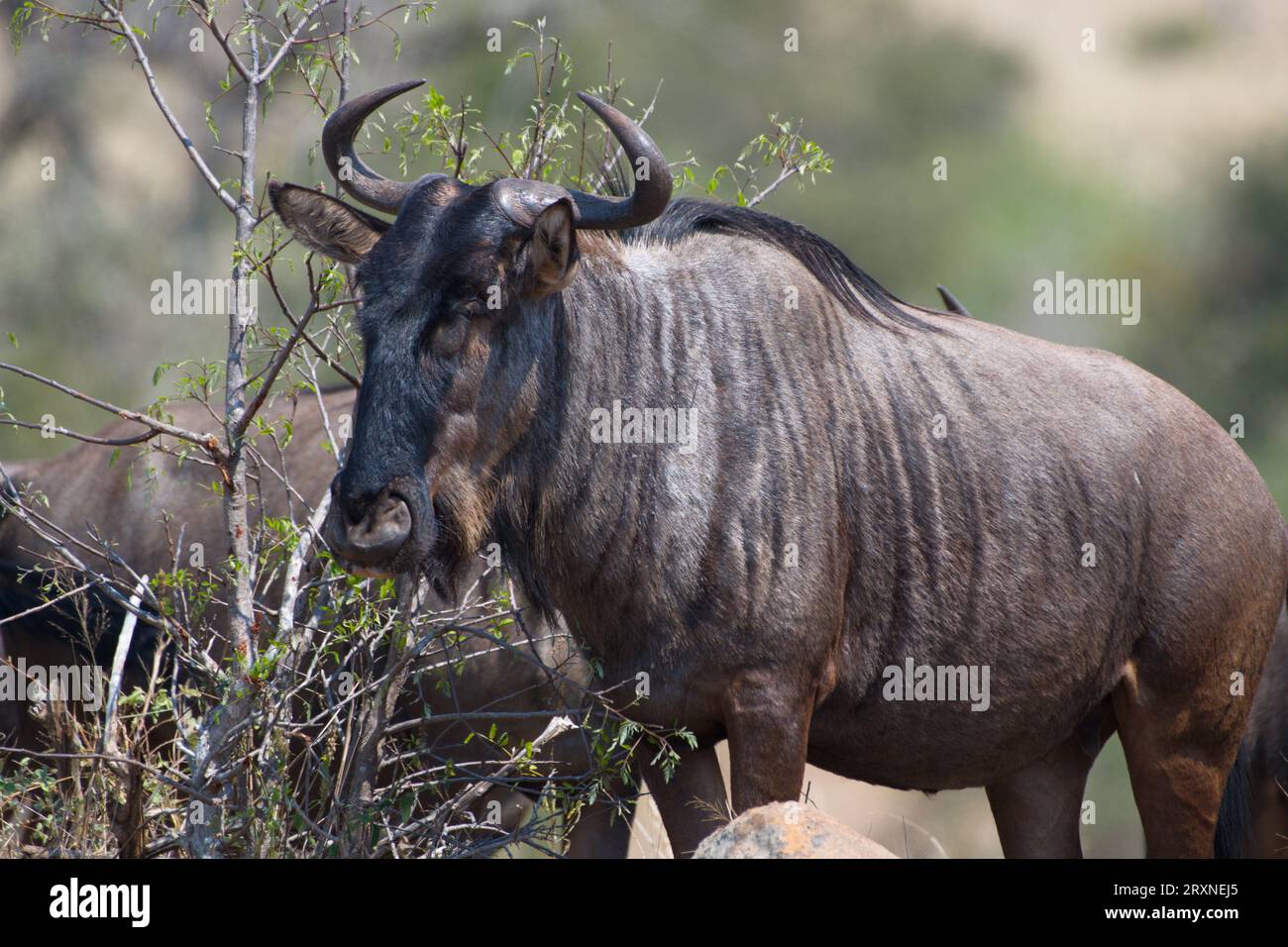 A lone wildebeest. Un ñu solitario Stock Photo