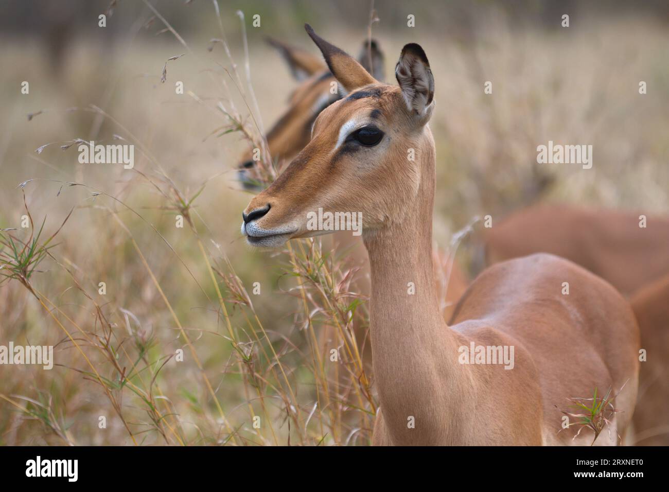 Impalas group. Grupo de impalas Stock Photo