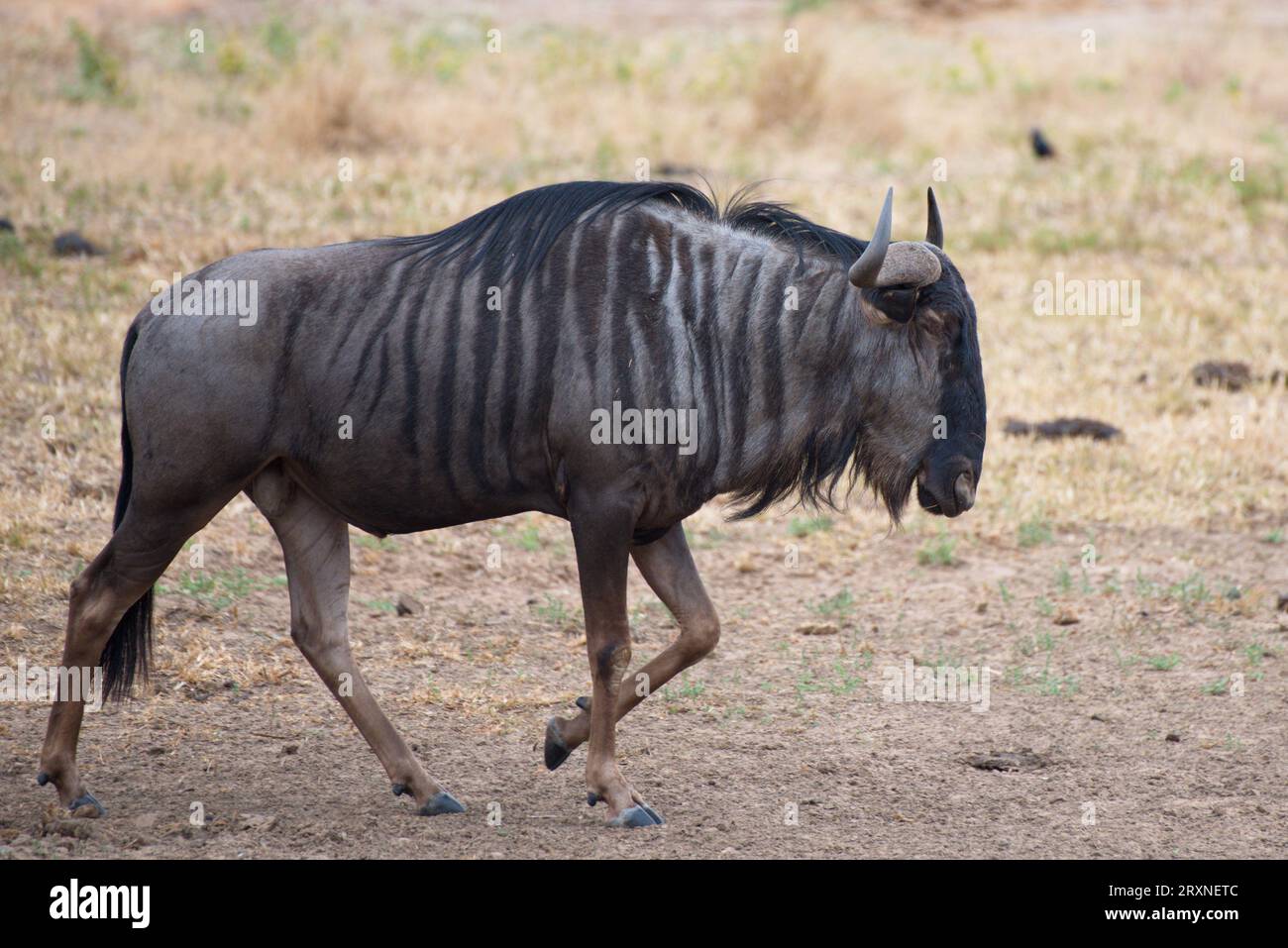 A lone wildebeest. Un ñu solitario Stock Photo