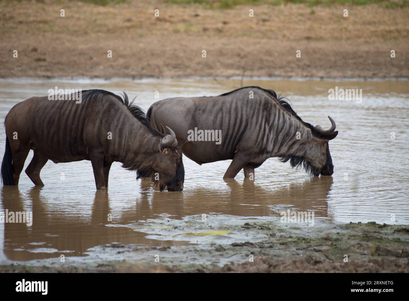 A group of wildebeest. Un grupo de ñus. Stock Photo