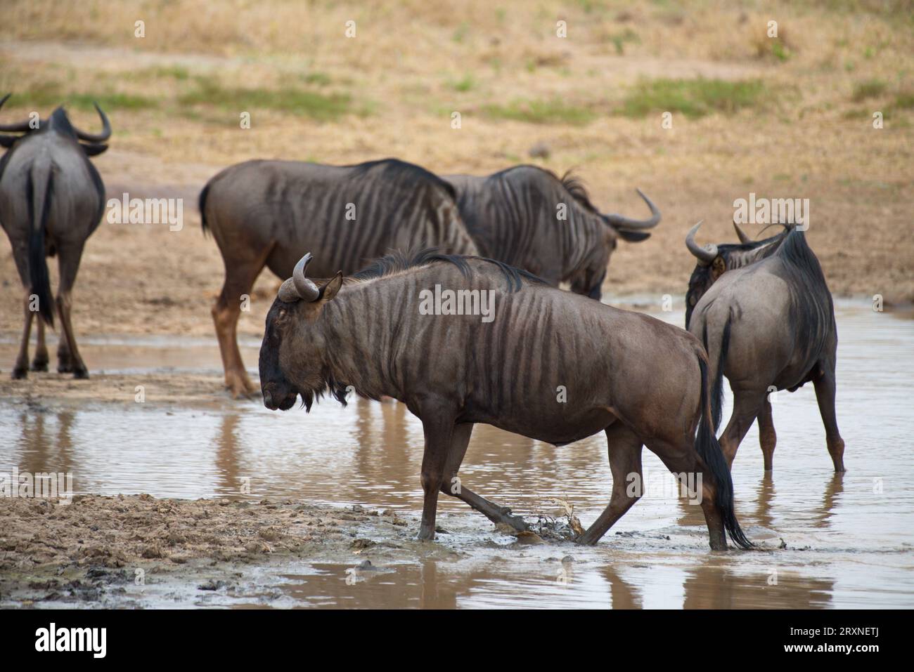 A group of wildebeest. Un grupo de ñus. Stock Photo