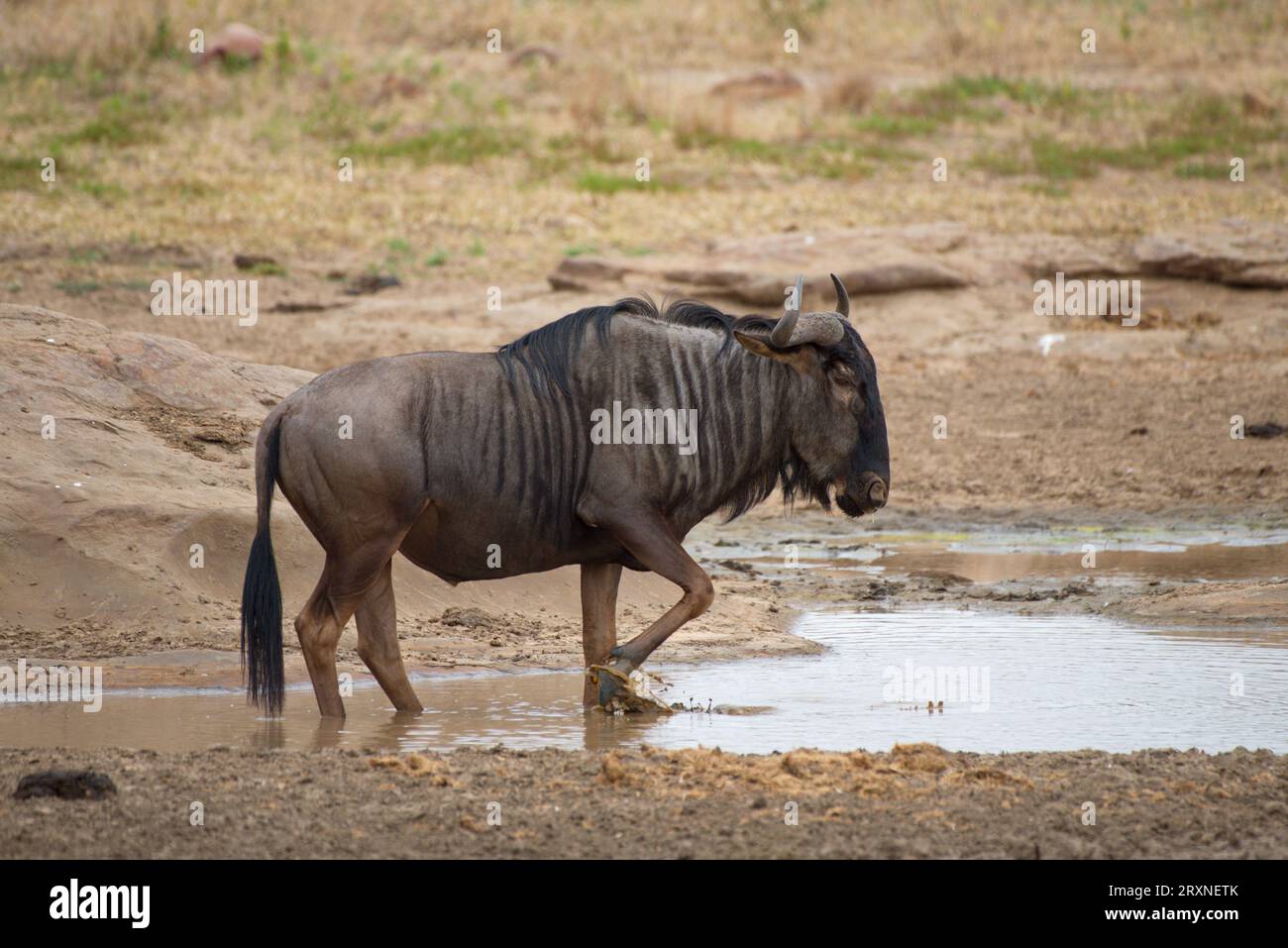 A lone wildebeest. Un ñu solitario Stock Photo