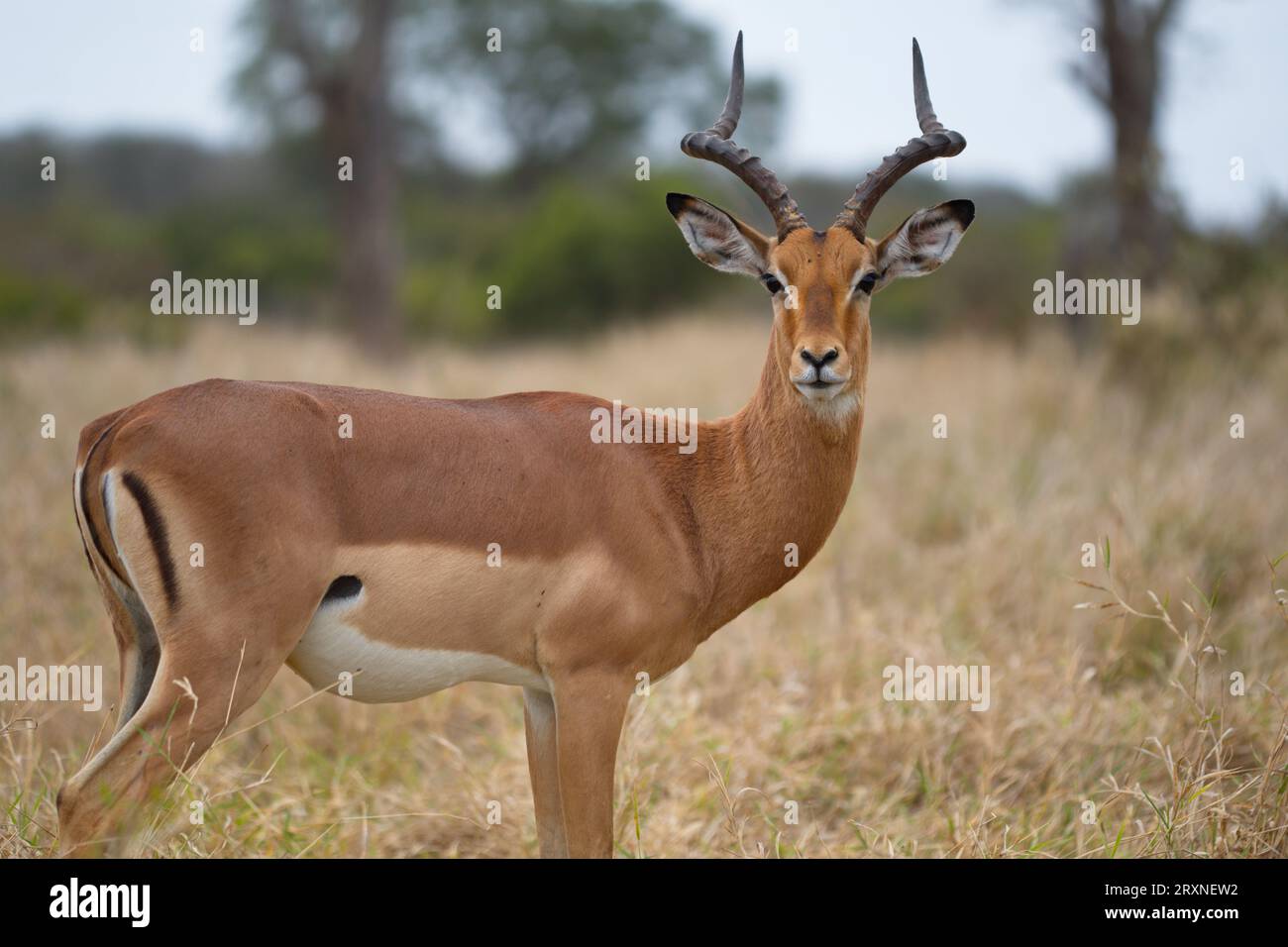 Impala portrait. Retrato de impala Stock Photo