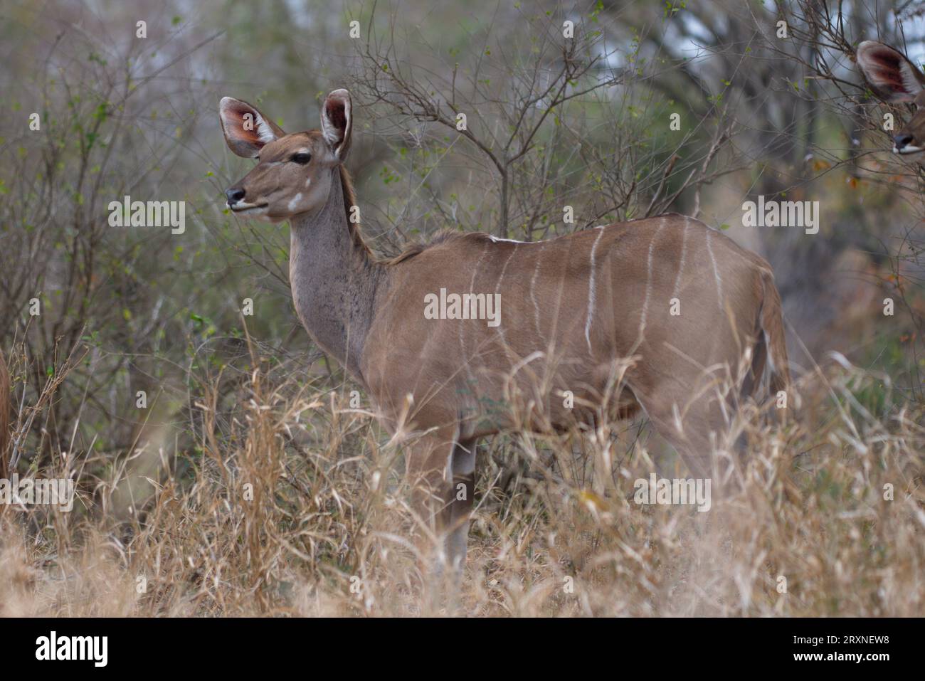 kudus female. Hembras de kudu Stock Photo