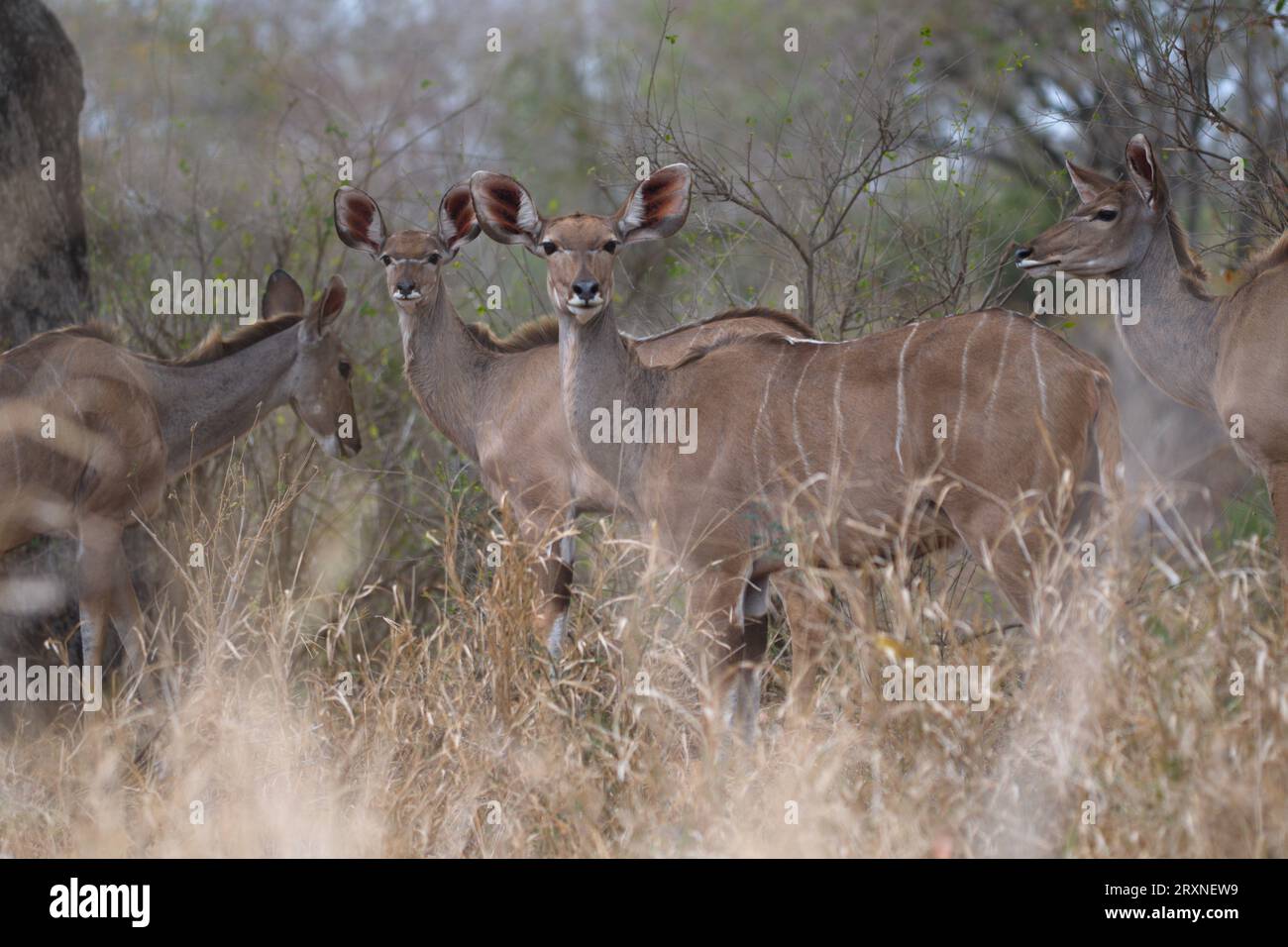 kudus female. Hembras de kudu Stock Photo