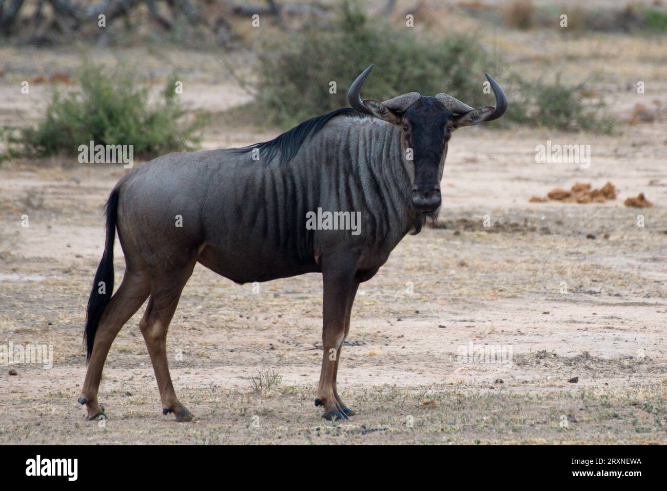 A lone wildebeest. Un ñu solitario Stock Photo