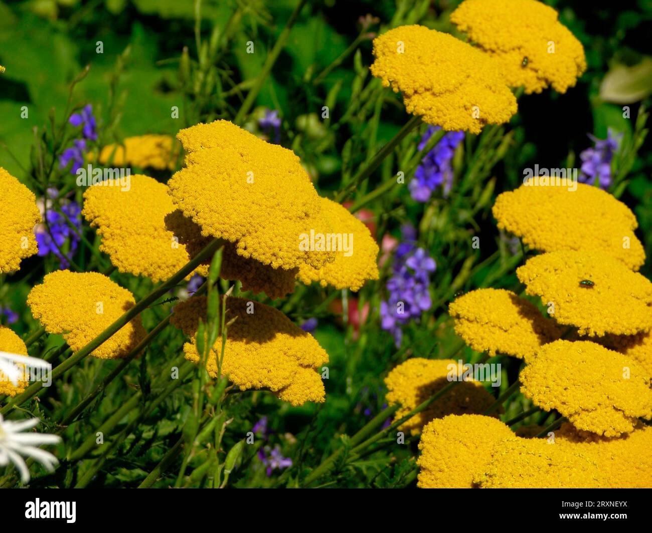 Yarrow (Achillea), yellow clypeolata, Moonshine Stock Photo
