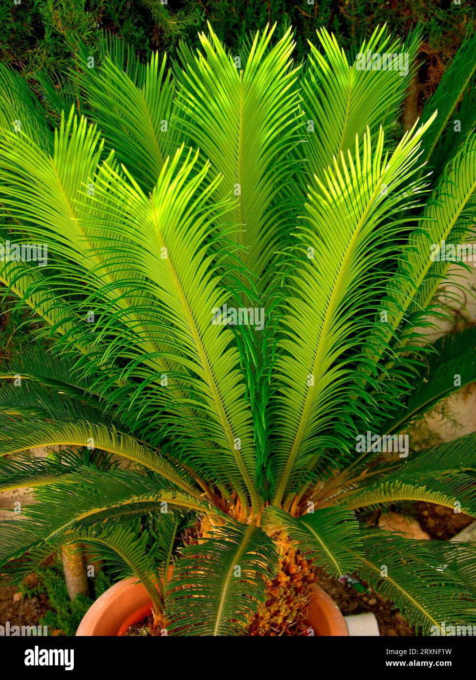 Palm fern Cycas circinalis Cycadophyta Stock Photo