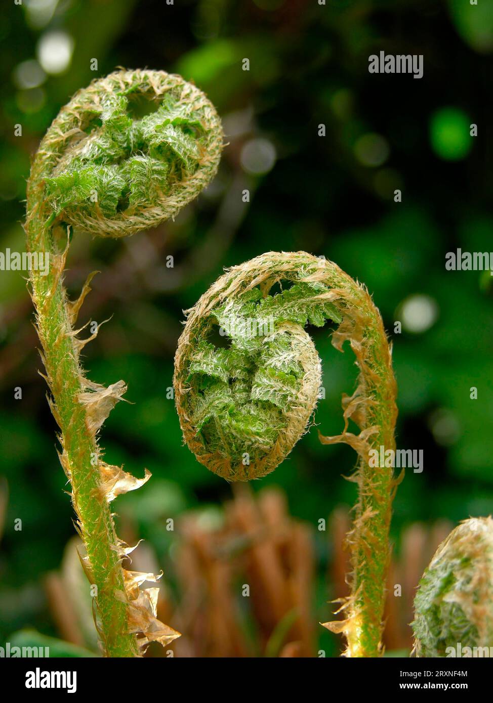 Fern detail hi-res stock photography and images - Alamy