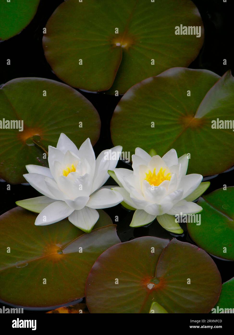 Water lily, white, plantain, medicinal plant Stock Photo