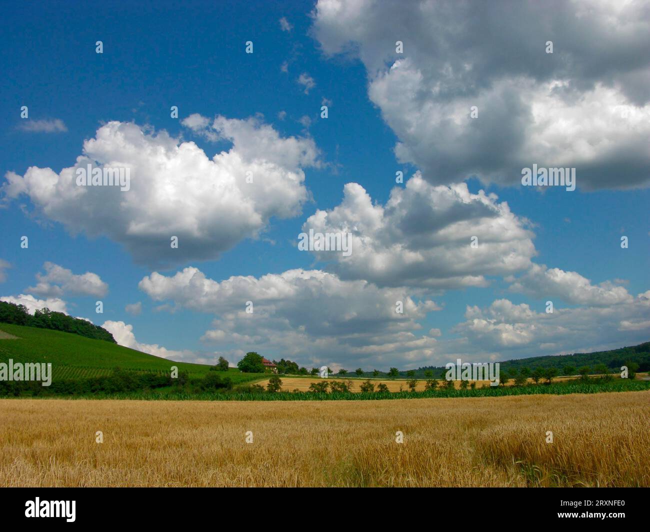 Crop fields Stock Photo