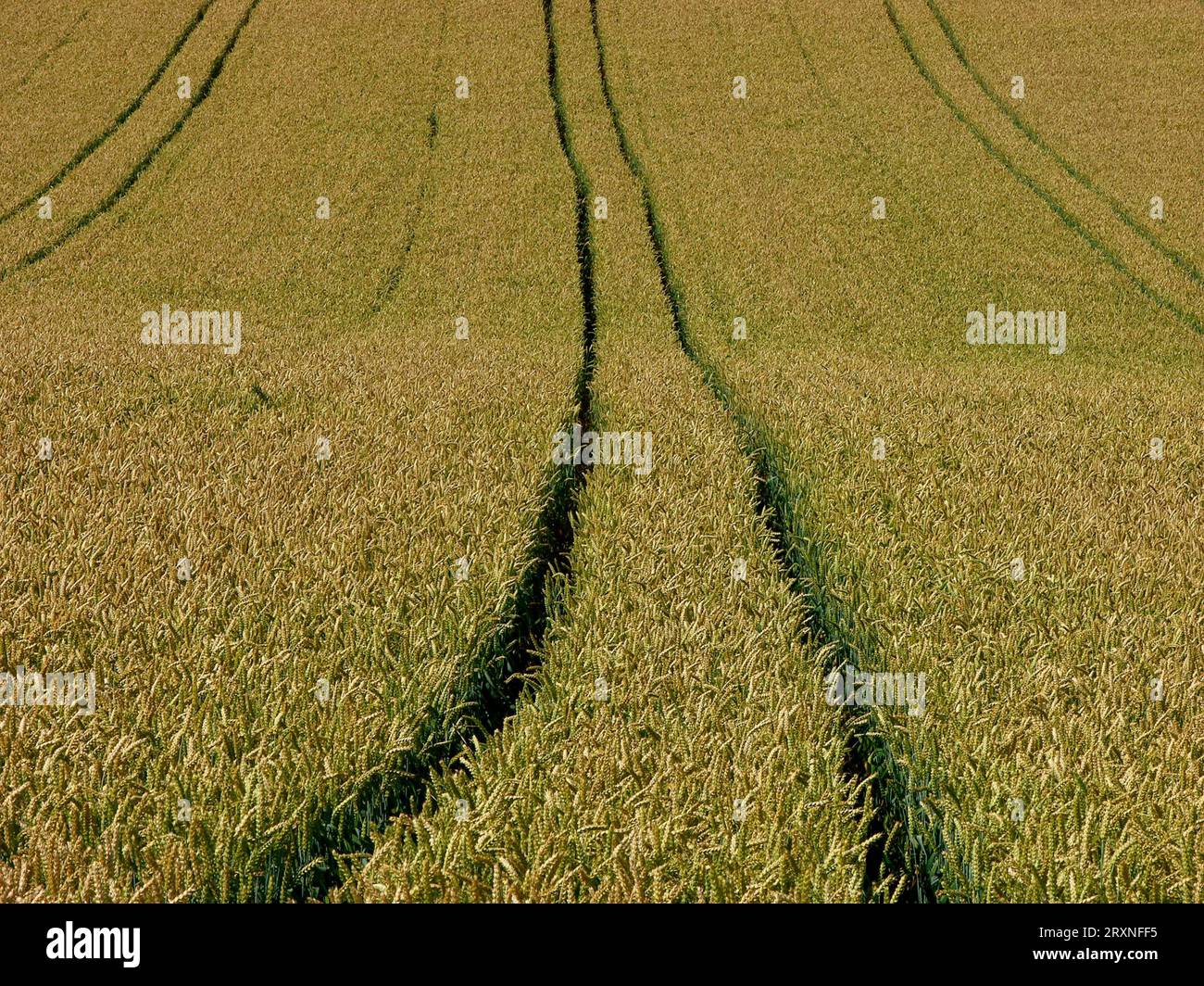 Wheat field with tractor tracks Stock Photo - Alamy