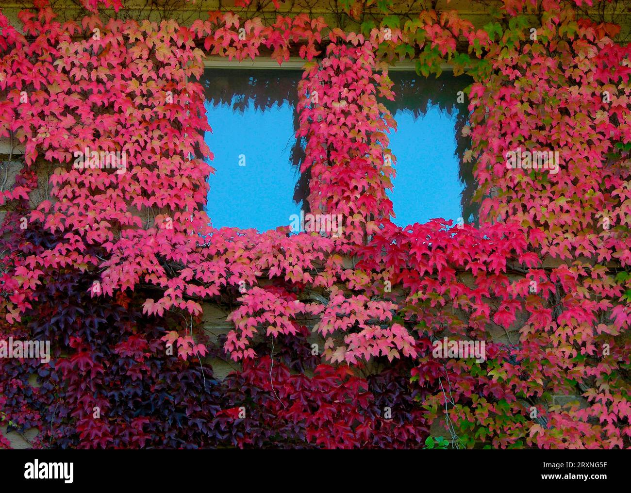 Wilder Window Wilderwein in autumn, house facade with window Stock Photo - Alamy