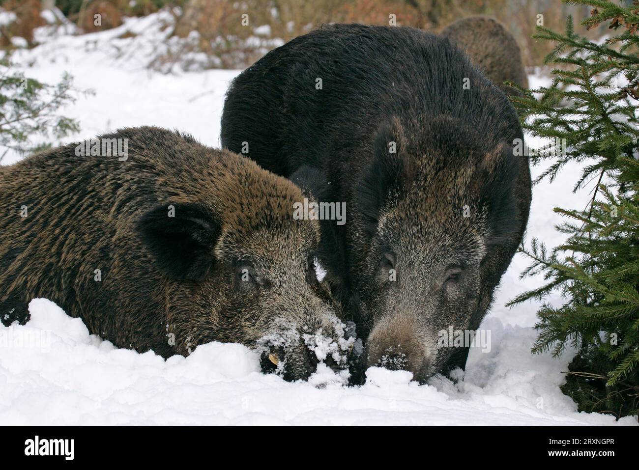 Wild boars (Sus scrofa) Boar and sow, snow, snow Stock Photo - Alamy
