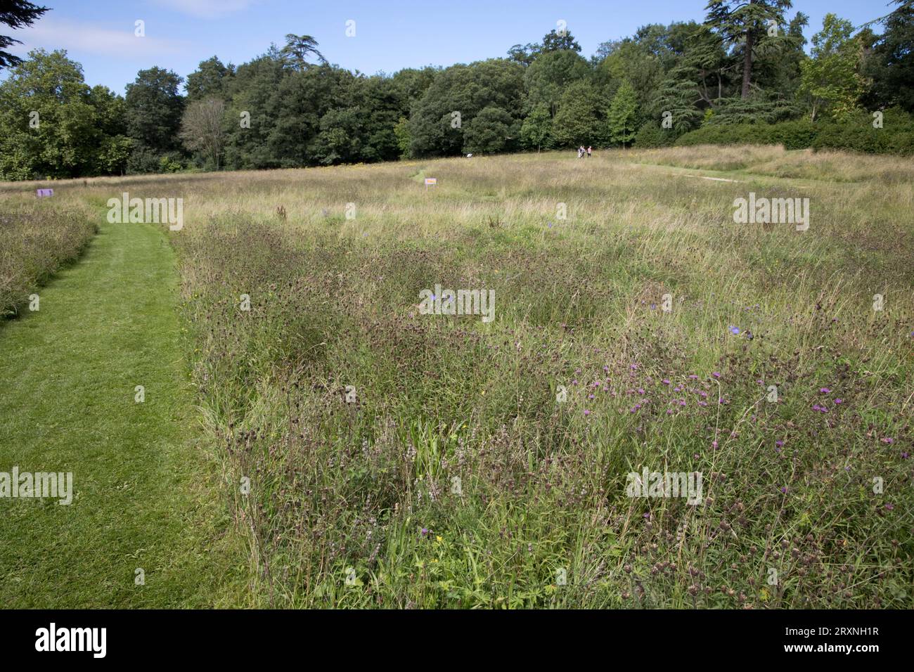 People walking amongst wildflower meadows at Compton Verney manor house near Kineton warwickshire UK Stock Photo