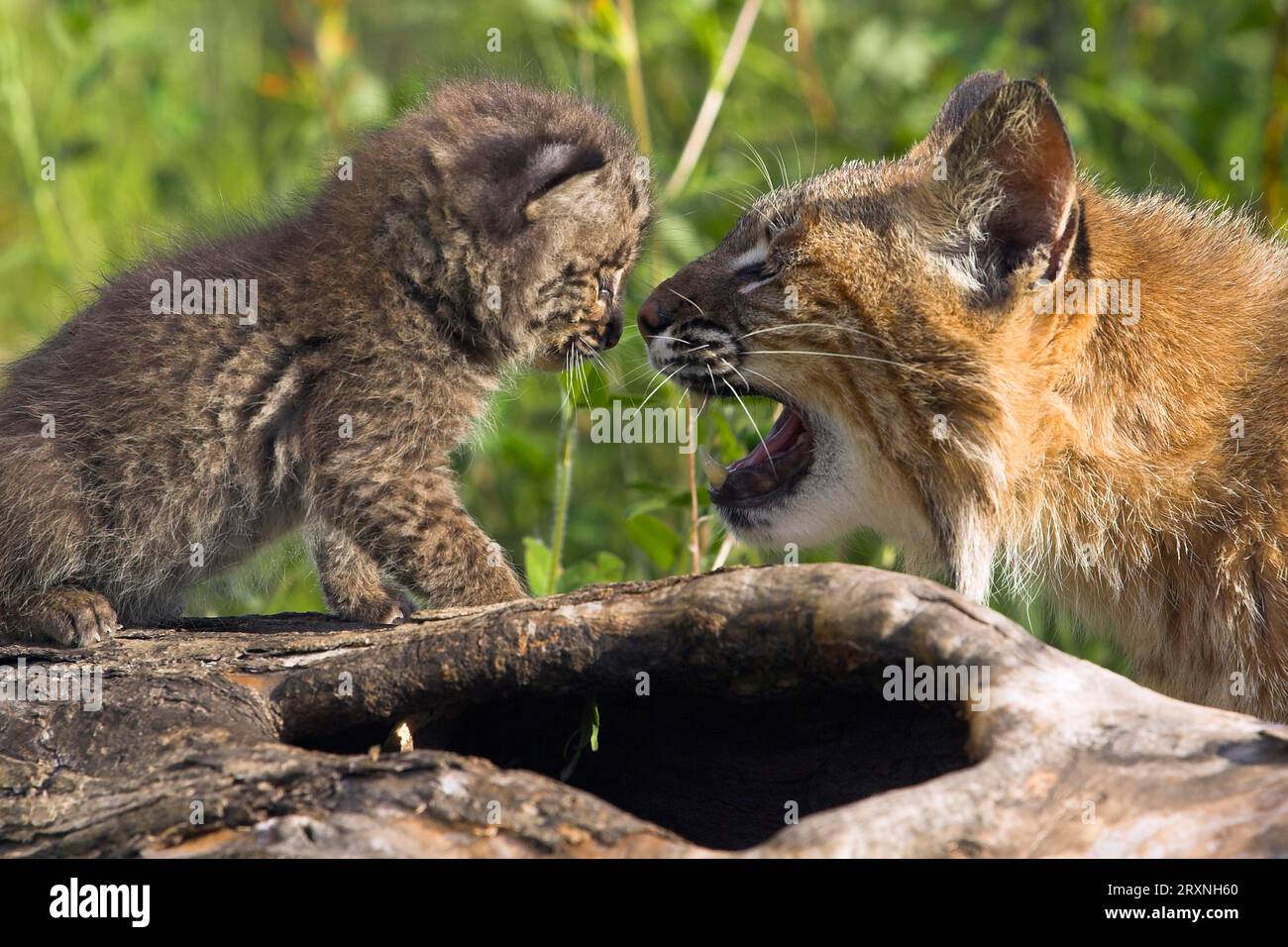 Bobcat, Felis rufa, Bobcat, Minnesota, USA Stock Photo