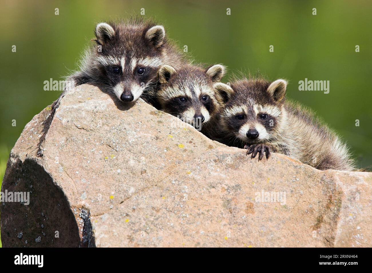 Raccoon (Procyon lotor), Raccon, Young, Minnesota, USA cub Stock Photo