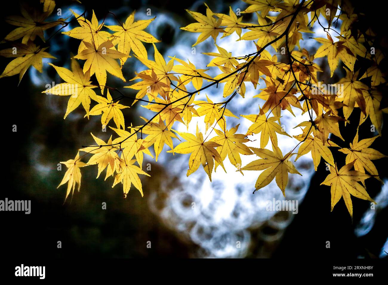 Colorful maple tree hi-res stock photography and images - Alamy