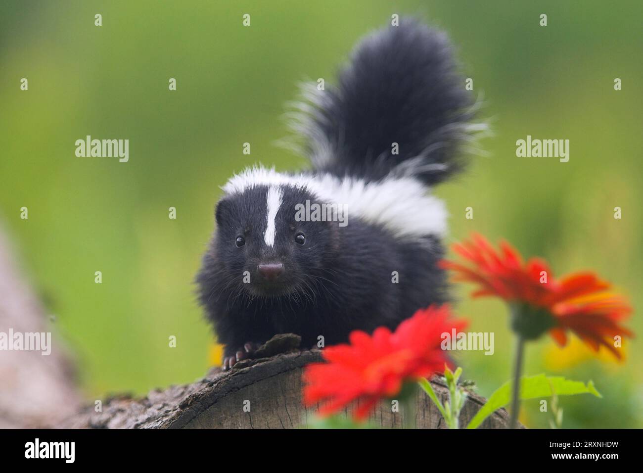 Stinky, striped skunks (Mephitis mephitis), Minnesota, USA, juvenile Stock Photo