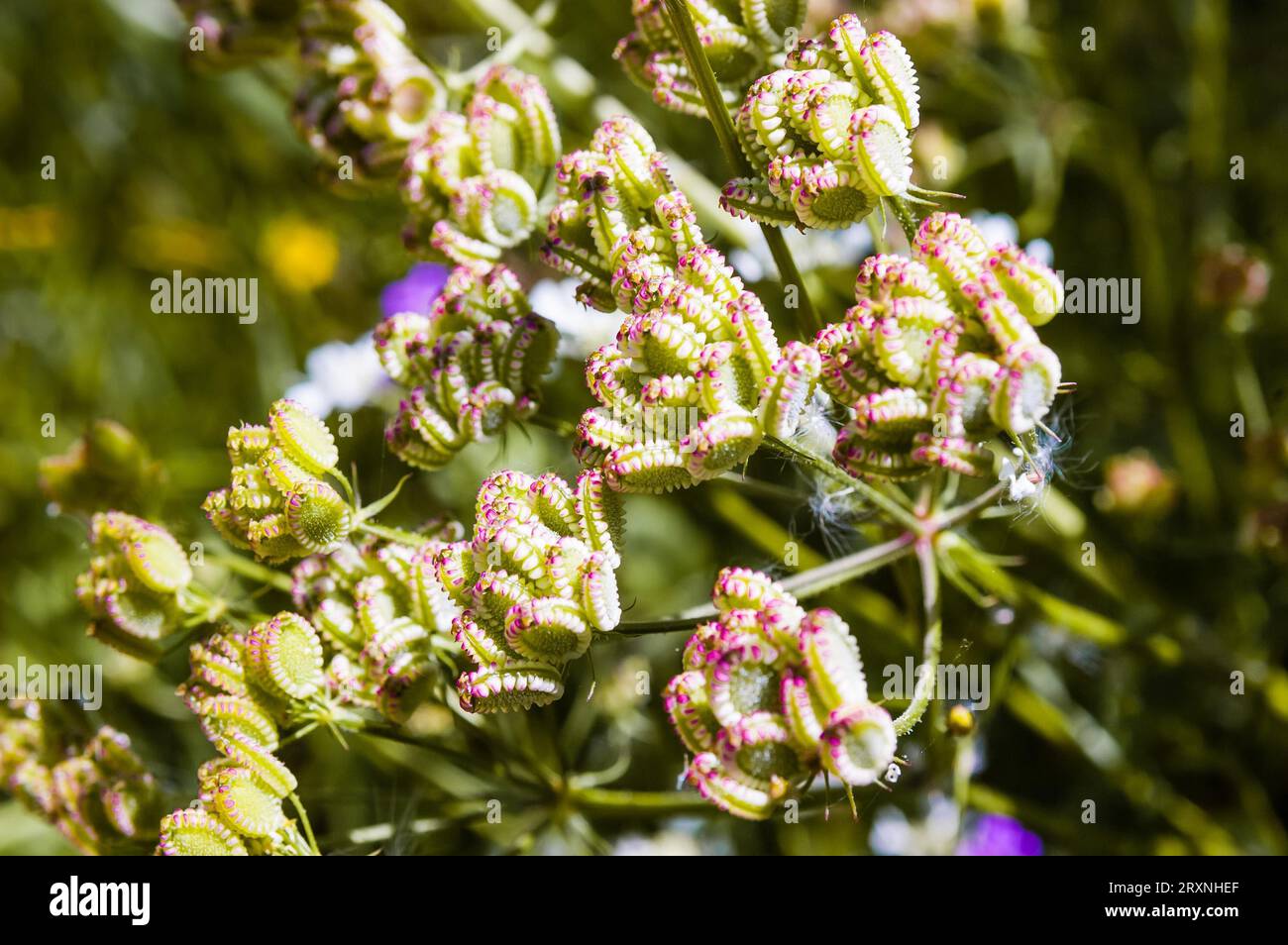 Closeup (Tordylium Apulum) fruits from the Apiaceae family Stock Photo