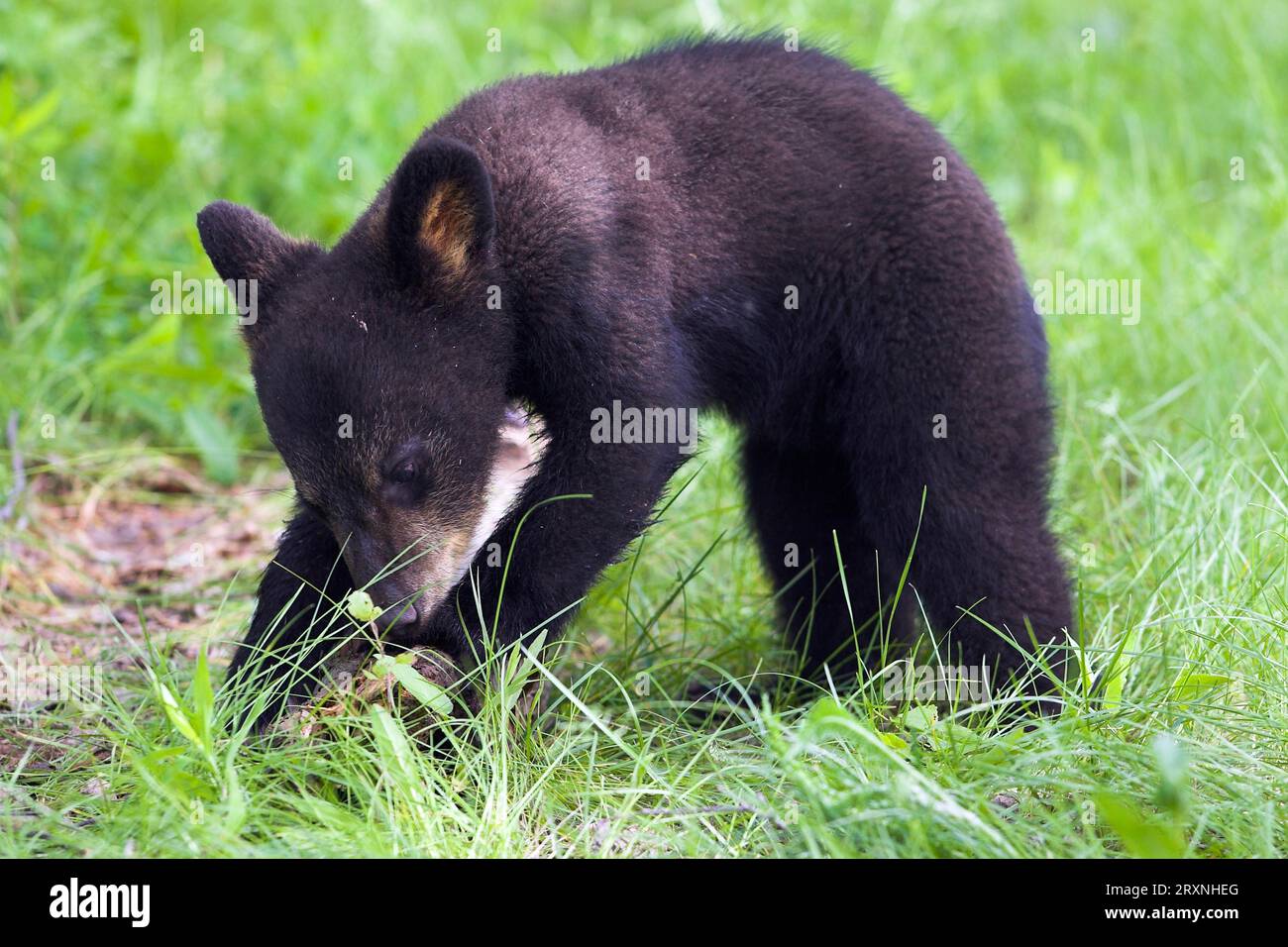 American black bear (Ursus Americanus), Black Bear, Minnesota, USA, cub