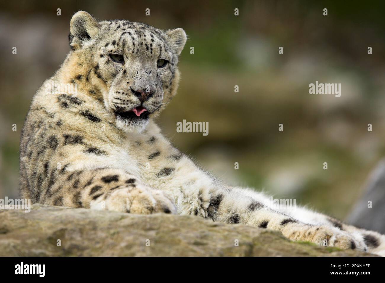 Snow leopard (Panthera) ave crux spes unica (Unica unica) unica Stock ...